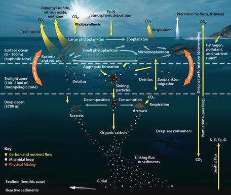 ocean_carbon_cycle._credit_456.jpg