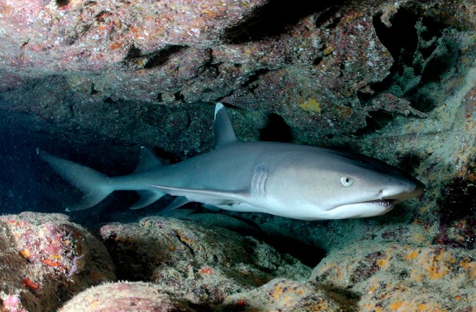 1200px-Carcharhinus_albimarginatus-shark