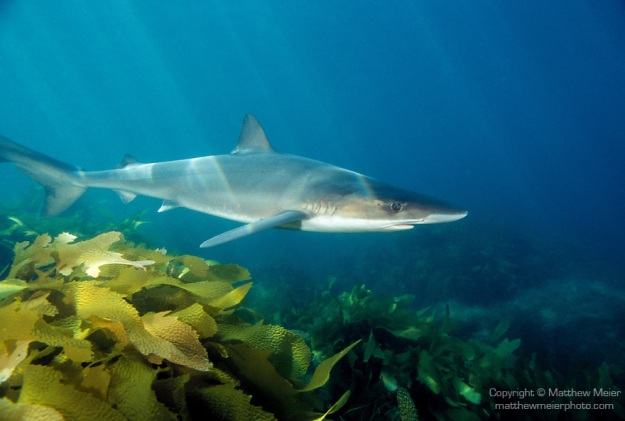 Soupfin Shark (Galeorhinus galeus)