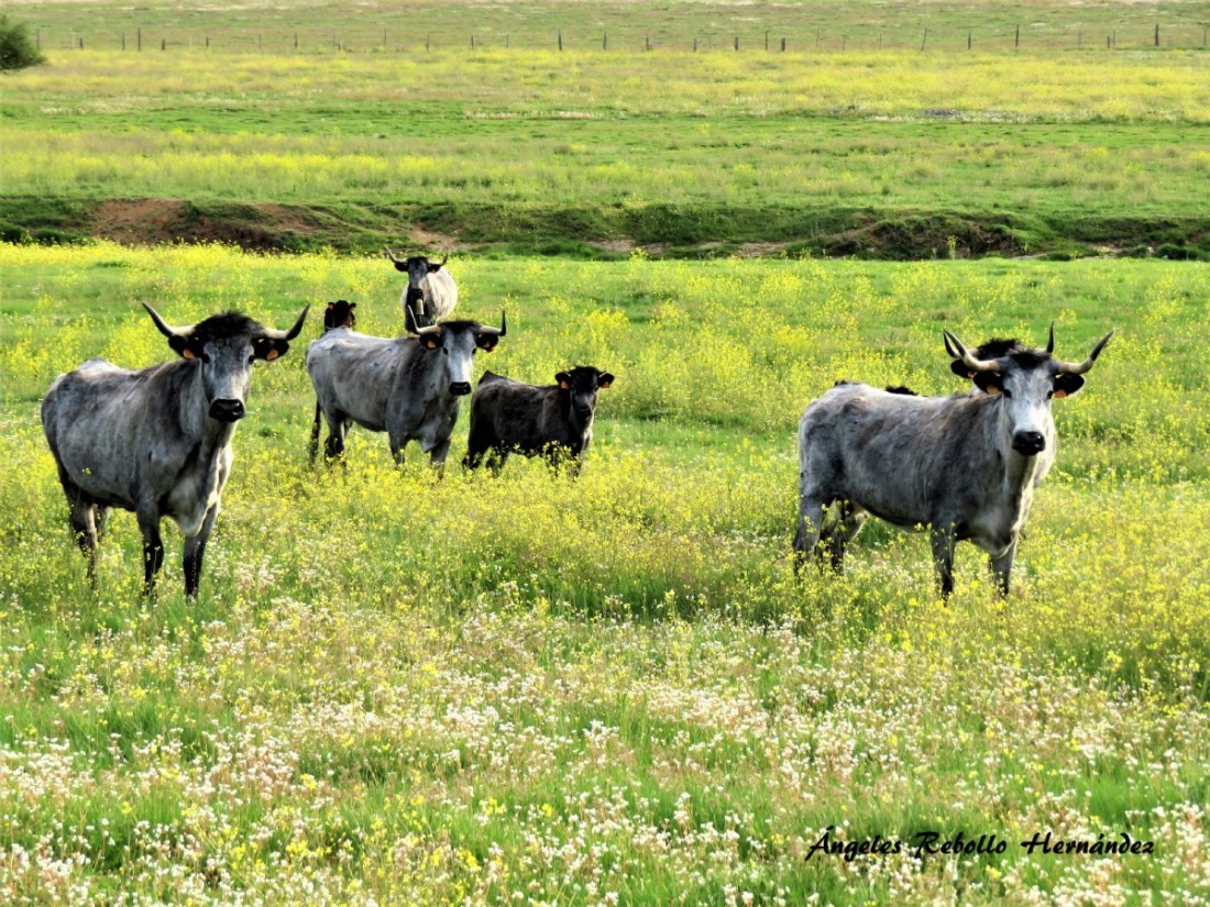 vacas-de-raza-morucha-en-el-campo-charro-14651-xl
