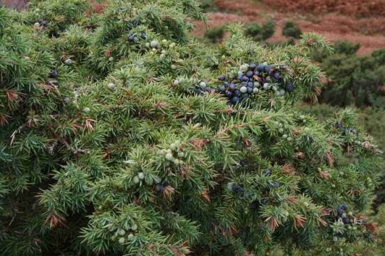 juniperus_communis_haweswater.jpg
