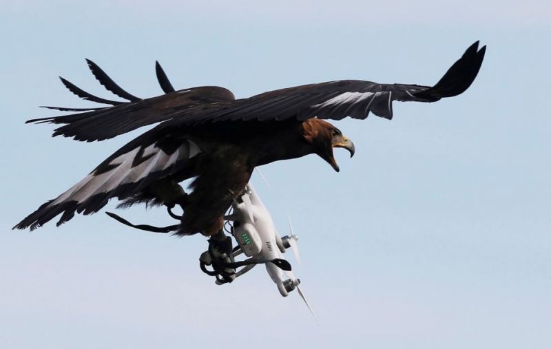 Aguila-vs-drone